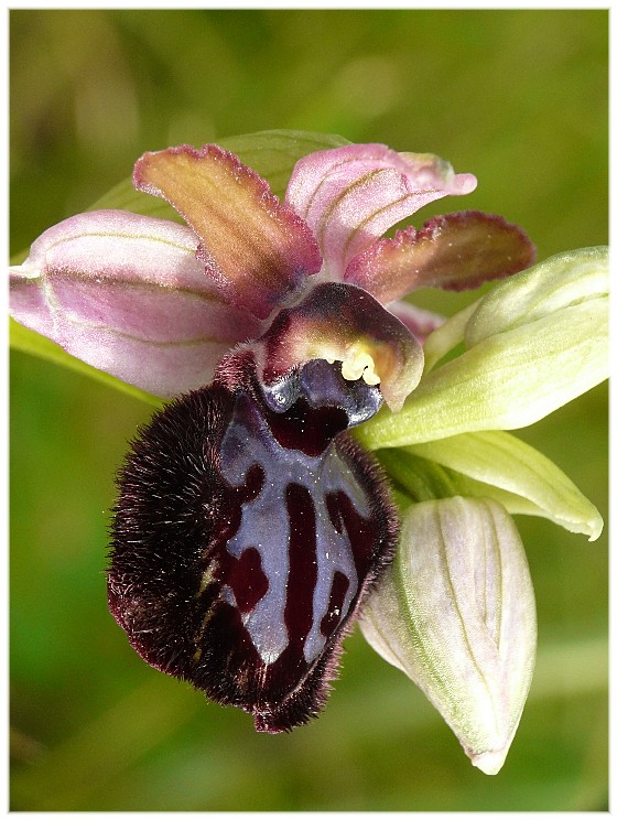 Ophrys sipontensis